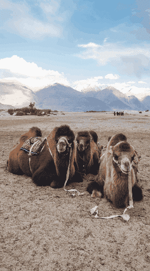 Nubra-valley-banner-2-ladakhhills