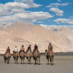 Camel Safari in Nubra Valley