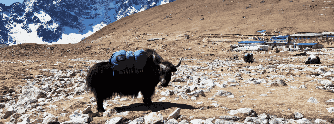 Yak Safarib Tour Packages 4 nights 5 days