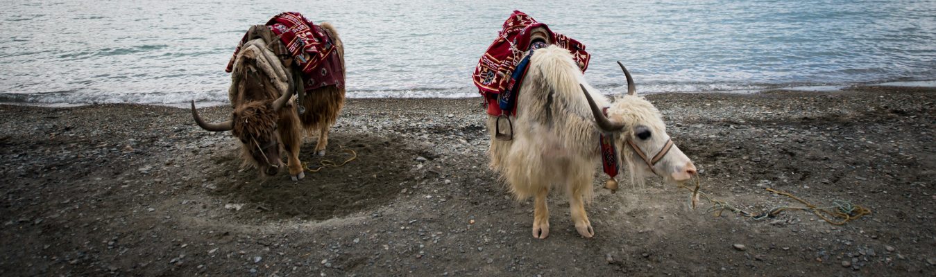 Yak safari