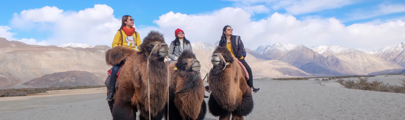 ladakh camel ladakhhills.com